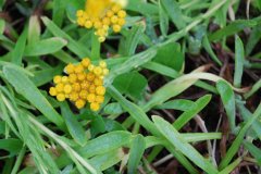 Helichrysum arenarium - Sand-Strohblume 2.jpg